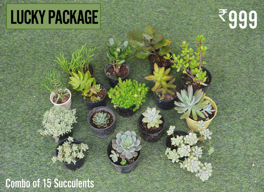 LUCKY PACKAGE
