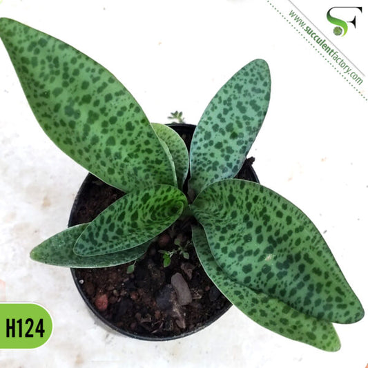 Ledebouria socialis