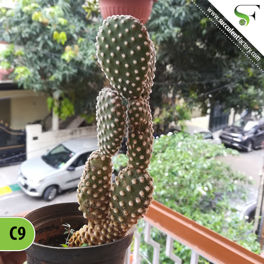 Opuntia WHITE