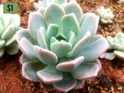Echeveria Elegans
