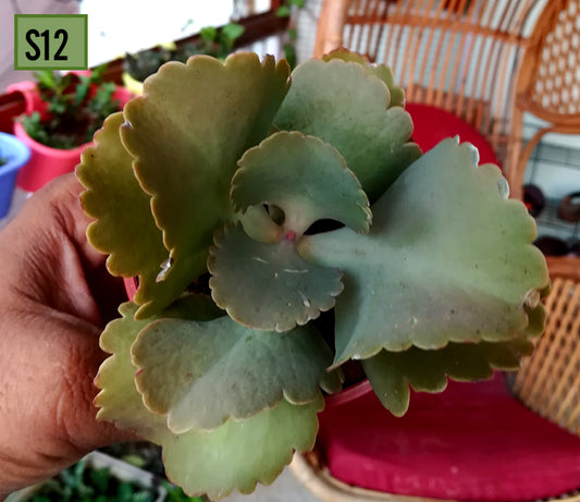 Kalanchoe longiflora
