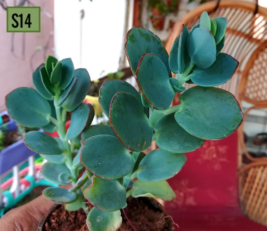 Kalanchoe Panamensis