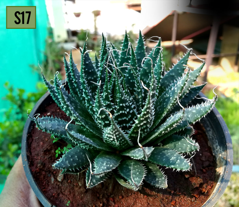 Aloe Aristata