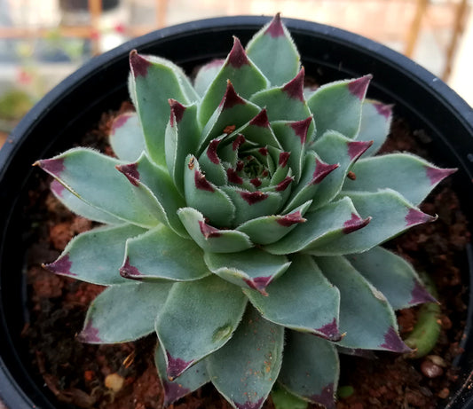 Sempervivum 'Red Beauty' (Hens & Chicks) - S19