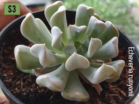 Echeveria runyonii 'Topsy Turvy'