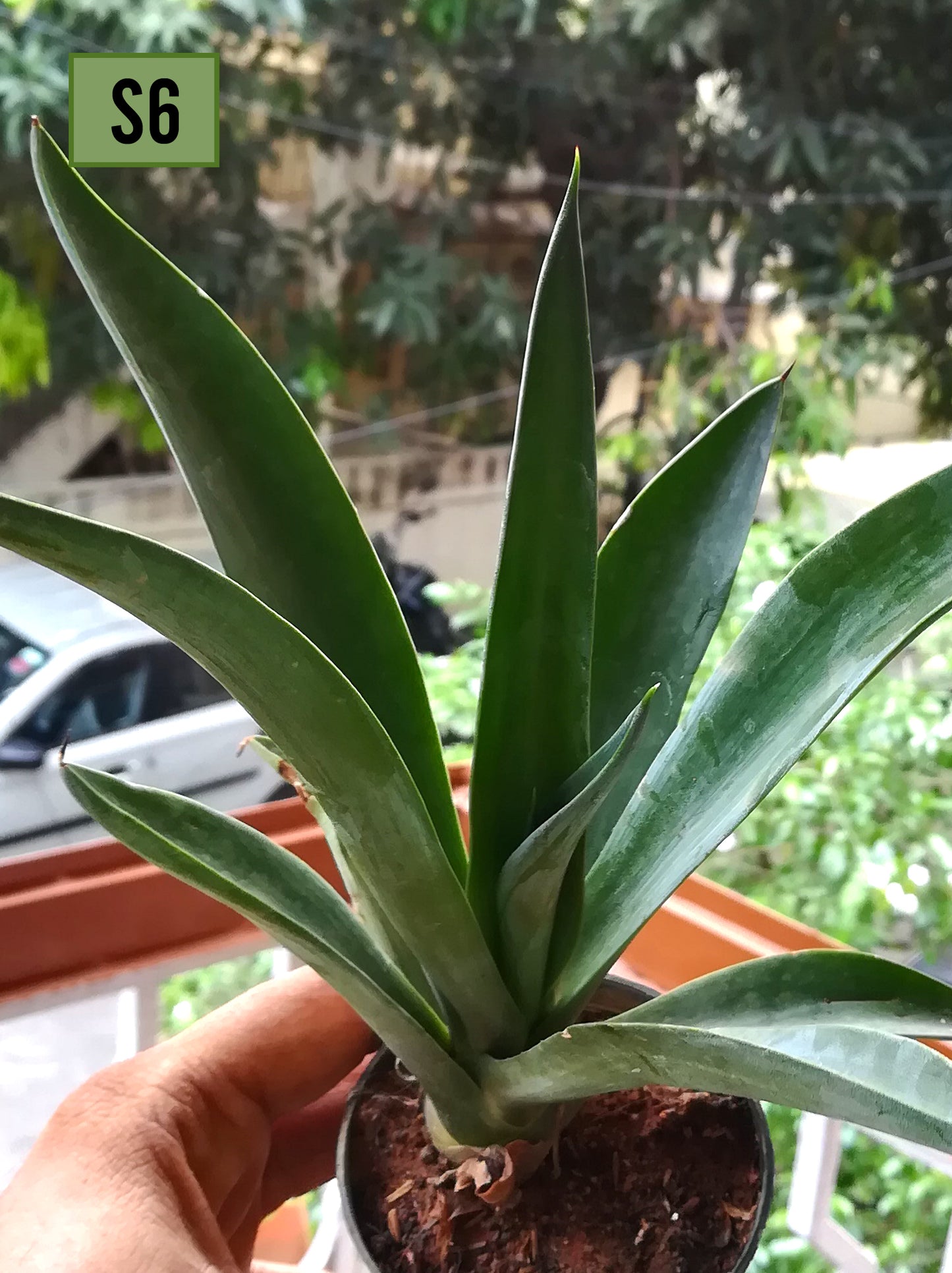 Agave