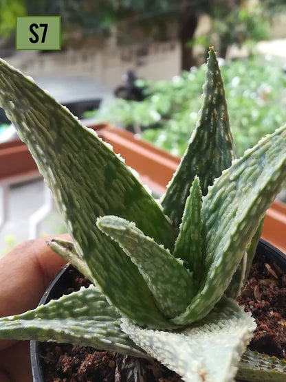 Aloe Christmas Carol