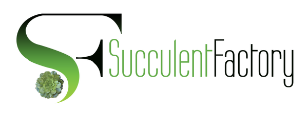 Succulent Factory India