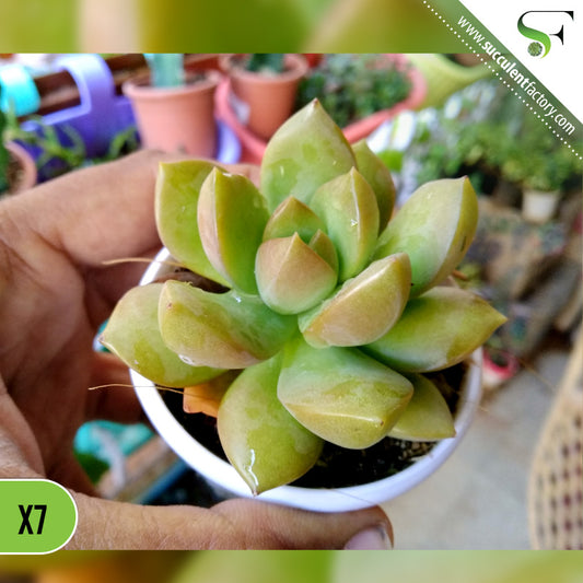 Sedum adolphi 'Golden Glow'