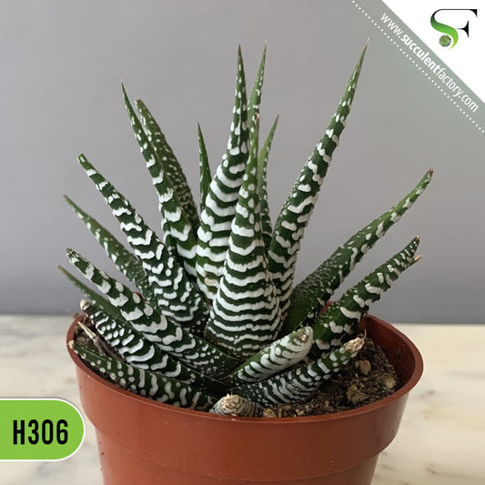 Zebra Haworthia