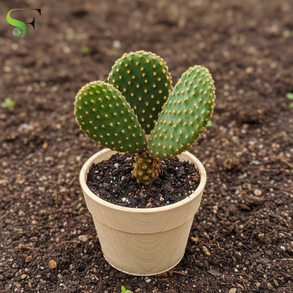 Opuntia YELLOW