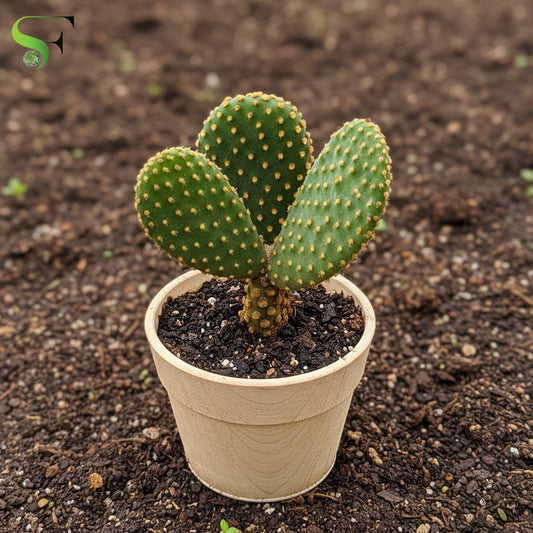 Opuntia YELLOW