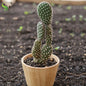 Opuntia WHITE