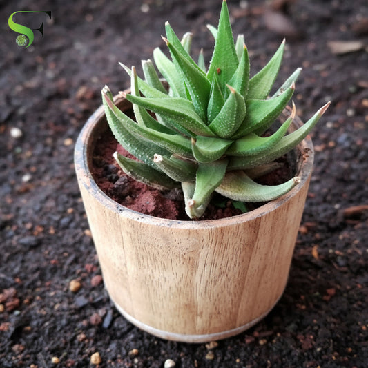 Haworthia - H16