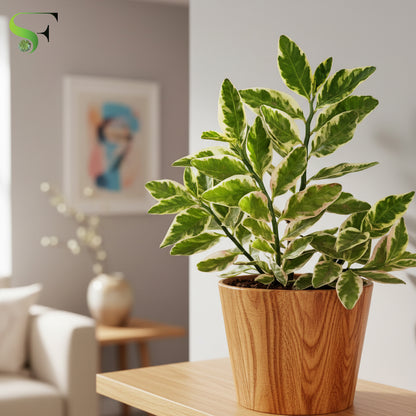 Euphorbia Tithymaloides