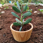 Kalanchoe