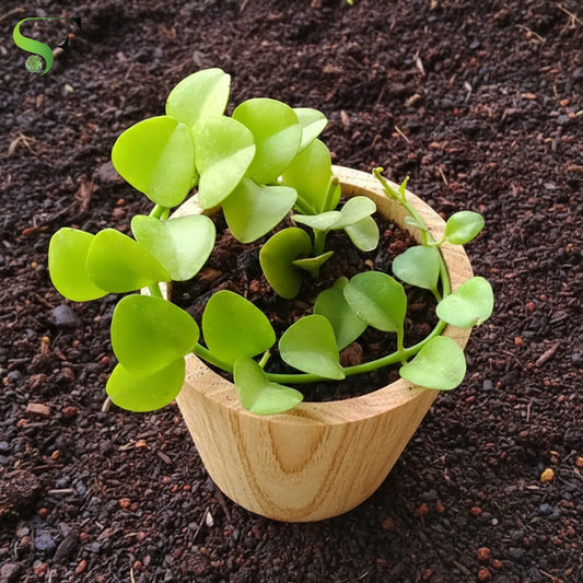 Hoya - h69