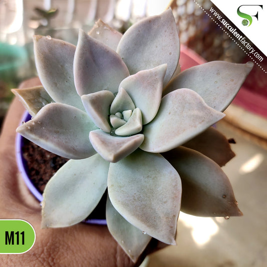 Graptopetalum paraguayense H11