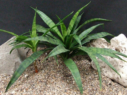 Sansevieria (205)
