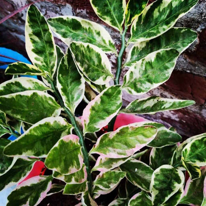 Euphorbia Tithymaloides