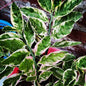 Euphorbia Tithymaloides 202